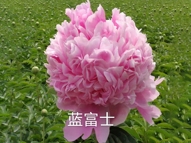 藍富士 中早期 花徑極大 爆炸型